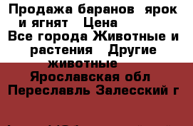 Продажа баранов, ярок и ягнят › Цена ­ 3 500 - Все города Животные и растения » Другие животные   . Ярославская обл.,Переславль-Залесский г.